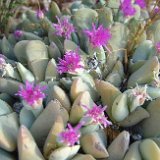 Gibbaeum dispar PR   ÉPUISÉ - OUT of STOCK - AGOTADO